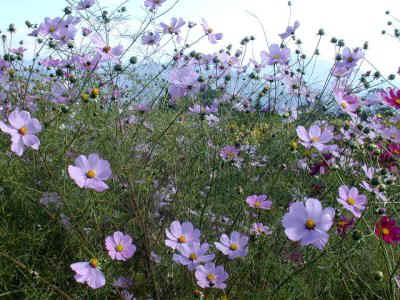cosmos01.jpg (50304 バイト)