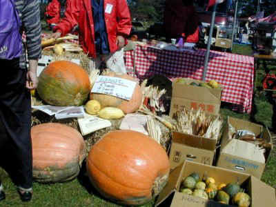 kabocha01.jpg (42574 バイト)