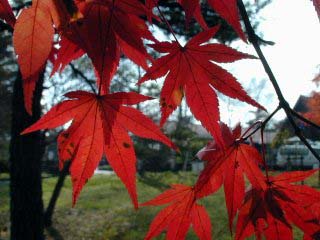 momiji07s.JPG (26448 oCg)