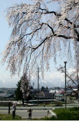 tetsunen143s.jpg (16705 oCg)