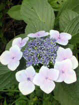 ajisai051s.JPG (21401 ƒoƒCƒg)