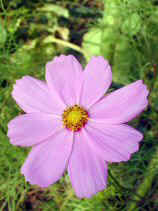 cosmos013s.JPG (20703 ƒoƒCƒg)