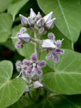 gagaimo229s.JPG (18654 ƒoƒCƒg)