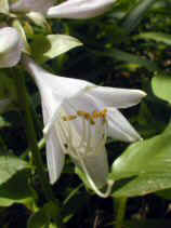 giboshi092s.JPG (18443 ƒoƒCƒg)