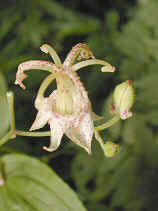 tamagawa004s.JPG (16976 ƒoƒCƒg)