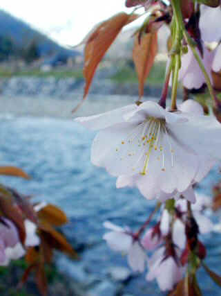 sakura777m.JPG (84992 oCg)