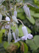 ڂ