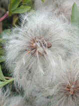 DSCN0262s.JPG (70789 oCg)