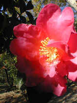 heiwa083s.JPG (23045 oCg)