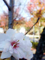 kobuku165s.JPG (19100 oCg)