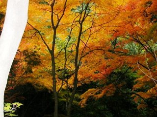 Dscn1088m.jpg (29312 oCg)