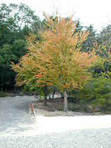 DSCN0028s.JPG (24954 oCg)