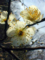 ume1225s.JPG (22347 oCg)
